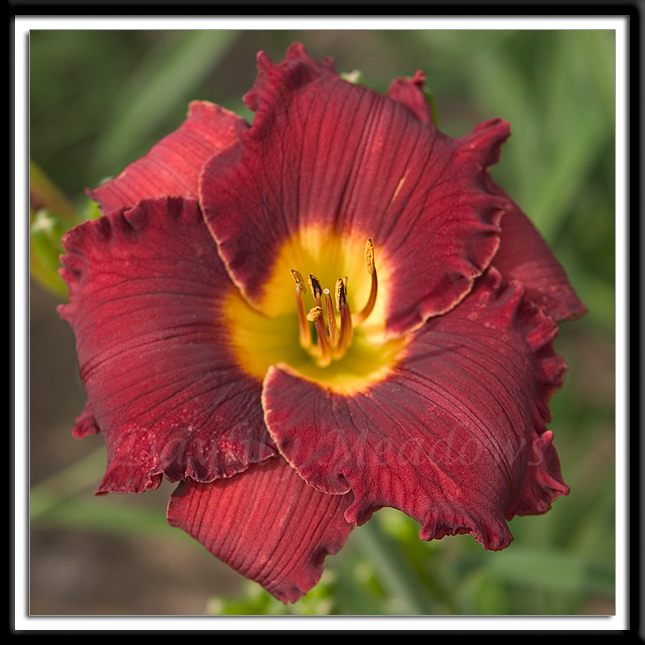 Daylily Cardinal Parade Alternate Image